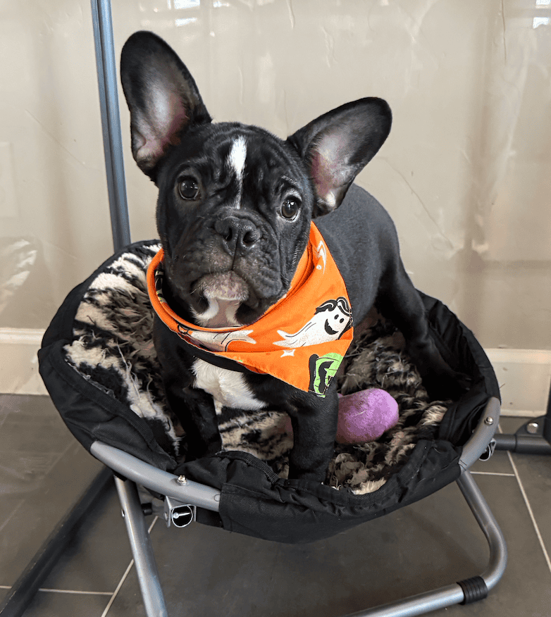 Screenshot 2025-09-29 at 7.29.51 PM